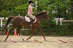 Schooling Over Poles