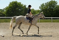 Schooling Over Poles