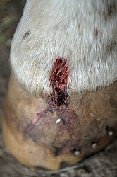 Coronory Band Wound