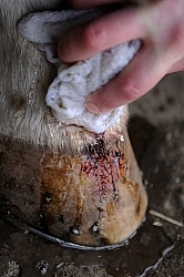 Cleaning Wound