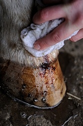 Cleaning Wound
