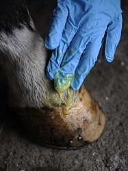 Applying Topical Antibiotic Cream to Wound