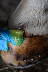 Applying Topical Antibiotic Cream to Wound