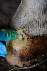 Applying Topical Antibiotic Cream to Wound