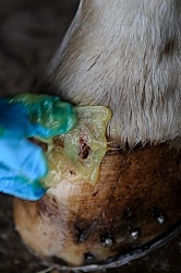 Applying Topical Antibiotic Cream to Wound