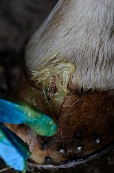 Applying Topical Antibiotic Cream to Wound