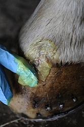 Applying Topical Antibiotic Cream to Wound