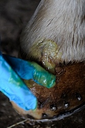 Applying Topical Antibiotic Cream to Wound