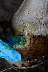 Applying Topical Antibiotic Cream to Wound