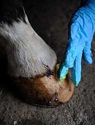 Applying Topical Antibiotic Cream to Wound