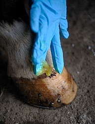 Applying Topical Antibiotic Cream to Wound