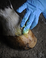 Applying Topical Antibiotic Cream to Wound