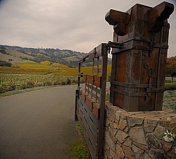 Vineyard in Anderson Valley, CA