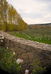 Vineyard in Anderson Valley, CA
