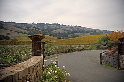 Vineyard in Anderson Valley, CA