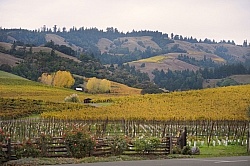 Vineyard in Anderson Valley, CA