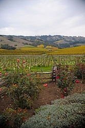 Vineyard in Anderson Valley, CA