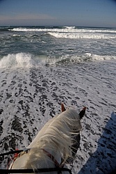 Riding on the Beach at Ricochet Ridge Ranch