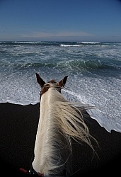 Poncho, Tennessee Walker cross, in the Water at Ricochet Ranch Riding on the beach at Ricochet Ridge Ranch