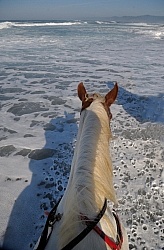 Poncho, Tennessee Walker cross, in the Water at Ricochet Ranch Riding on the beach at Ricochet Ridge Ranch