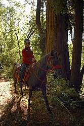 Ricochet Ranch Riding Through the Redwood Forest