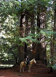 Ricochet Ranch Riding Through the Redwood Forest