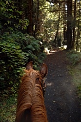 Ricochet Ranch Riding Through the Redwood Forest