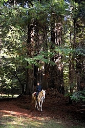 Ricochet Ranch Riding Through the Redwood Forest