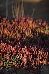 Ricochet Ranch Scenery at Ricochet Ridge Ranch