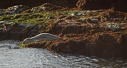 Ricochet Ranch Scenery and Wild Life at Ricochet Ridge Ranch