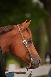  Western Show Turn Out