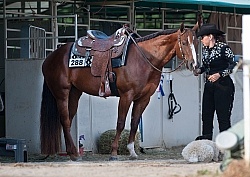 Horse Show Prep