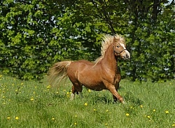 Welsh Pony Section A, Hoskins Stables