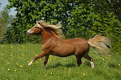 Welsh Pony Section A, Hoskins Stables
