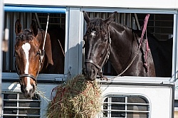 Horse Show Horses at Trailer
