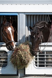 Horse Show Horses at Trailer