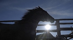 Running Horse Silhouette