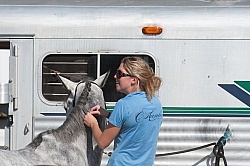 Braiding at Horse Show