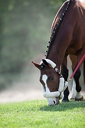 Hand Grazing at Horse Show