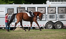Longeing at Horse Show