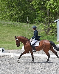 Dressage Lower Level in Ring