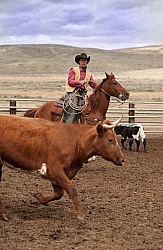 Working Ranch Horse Working Cattle