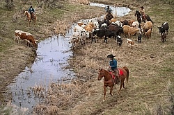 Cowgirl Herding Cows