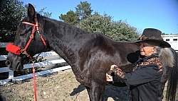 Taking Horses Heart Rate