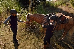 Taking Horses Heart Rate