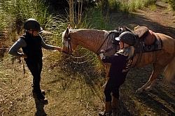 Taking Horses Heart Rate