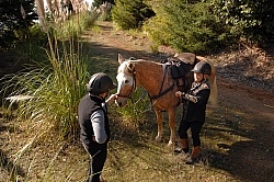 Taking Horses Heart Rate