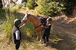 Taking Horses Heart Rate