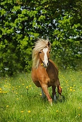 Welsh Section A Free Running