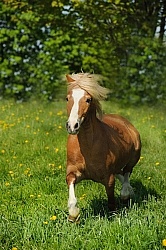 Welsh Section A Free Running